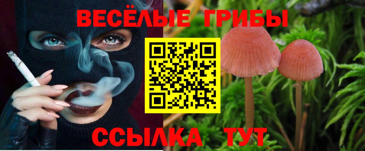 Псилоцибиновые грибы Psilocybine cubensis Минеральные Воды